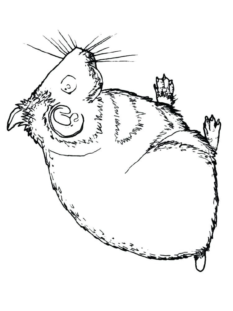 750x1000 Hamster Coloring Pages Hamster Animal Coloring Pages Pet Hamster