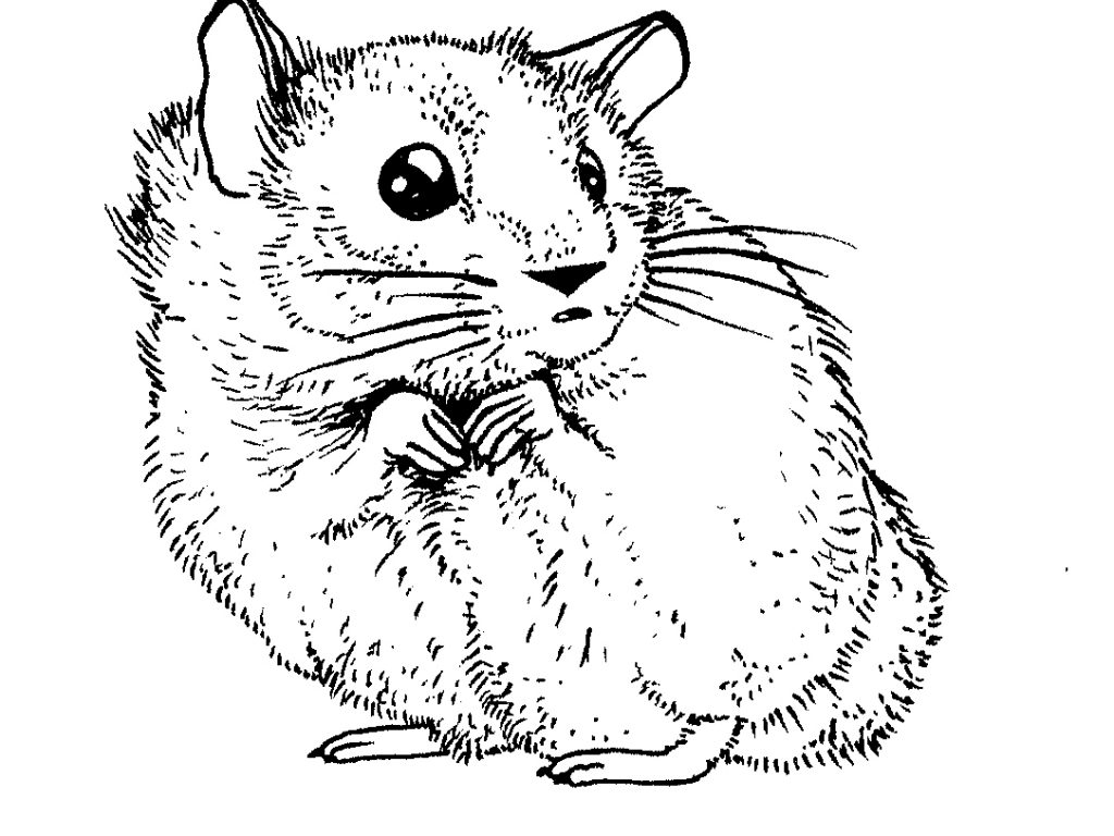 1024x768 Awful Hamstering Page Wheel Pages Humphrey Dwarf Cartoon Pet Free