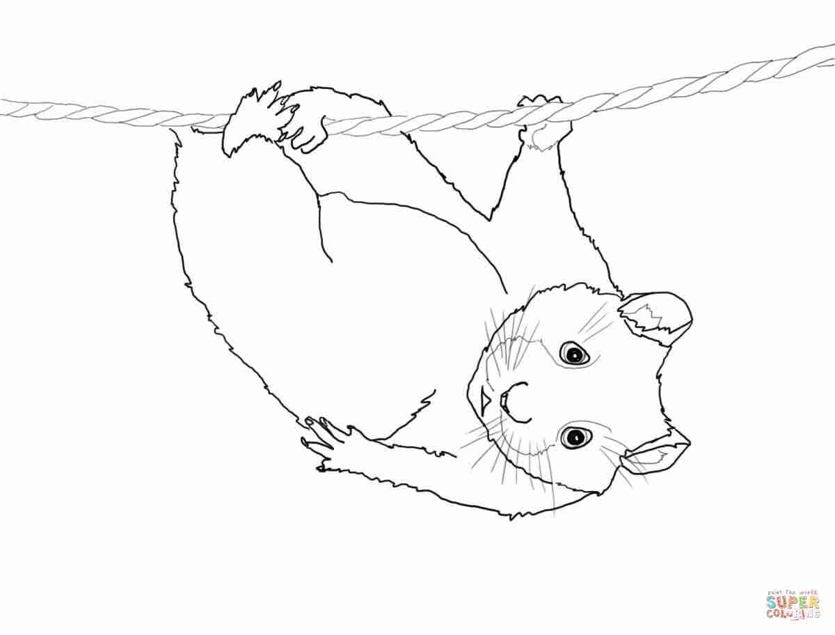 1200x912 Hamsters Coloring Pages Free Within Hamster Olegratiy