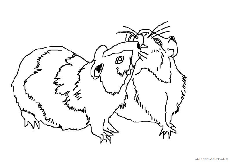 794x561 Realistic Hamster Coloring Pages Couple Coloring4free