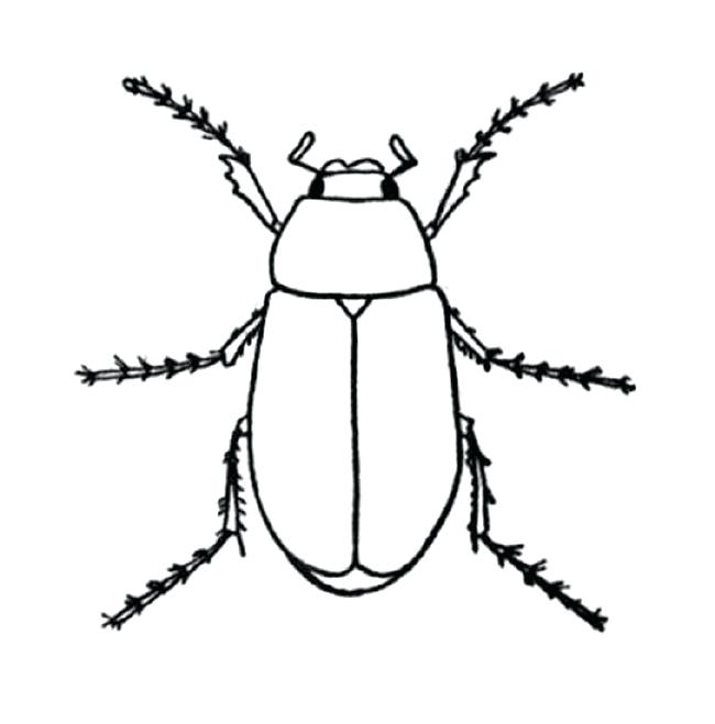 650x659 Insect Coloring Pages For Insect Coloring Pages 76 Realistic