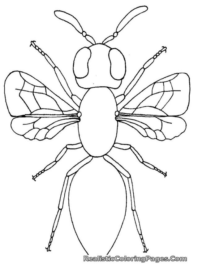 640x853 Insect Coloring Pages Free