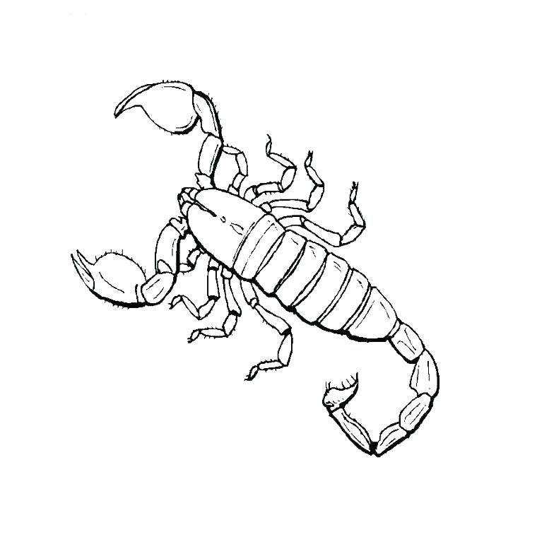760x760 Insects Coloring Pages Insect Coloring Page This Is Insects