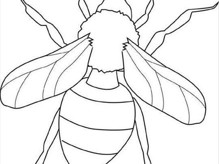 440x330 Insects Coloring Pages Printable, Insects Coloring Page
