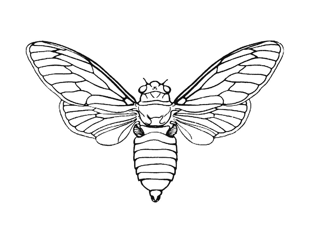 993x737 Night Butterfly