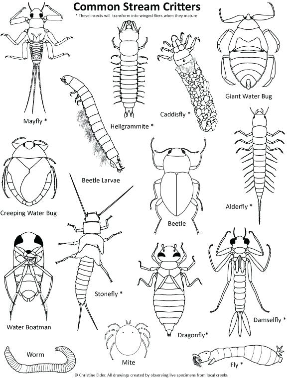 578x760 Coloring Pages Insects Download The Coloring Page Insects Coloring