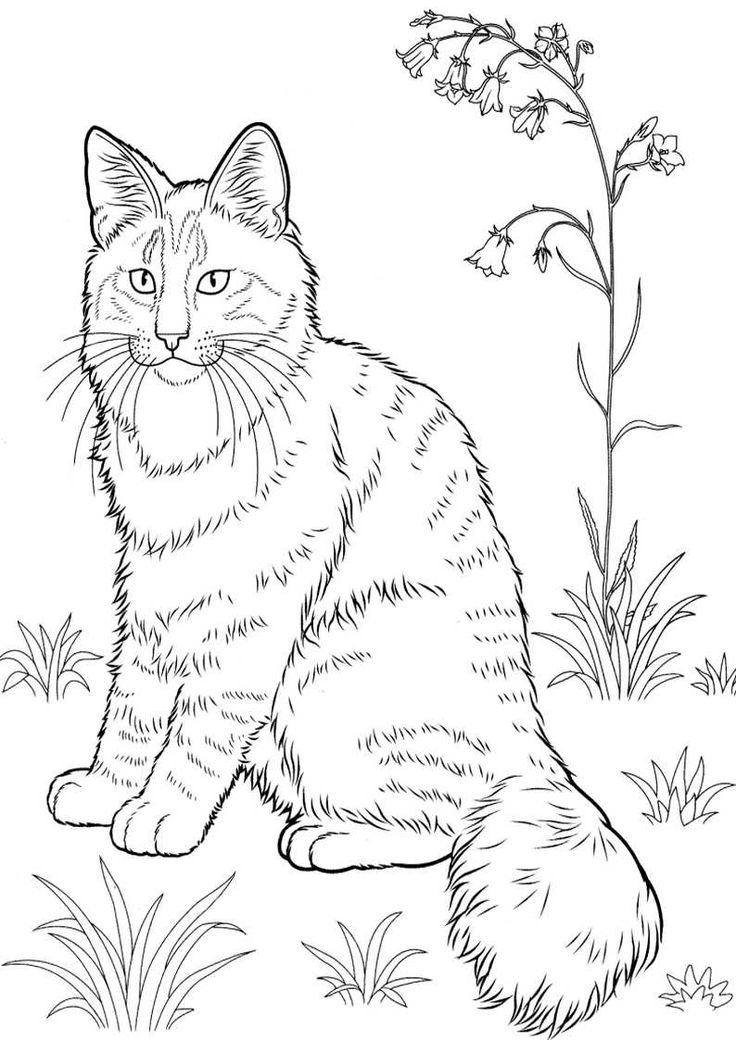 Realistic Kitten Coloring Pages
