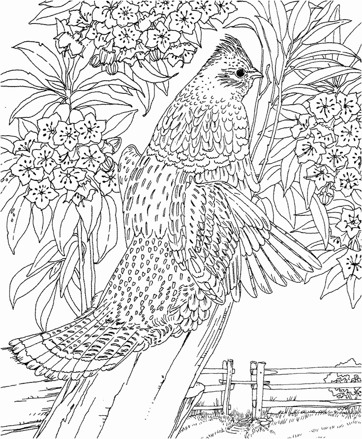 736x893 133 Best Coloring Pages Images On Realistic Landscape