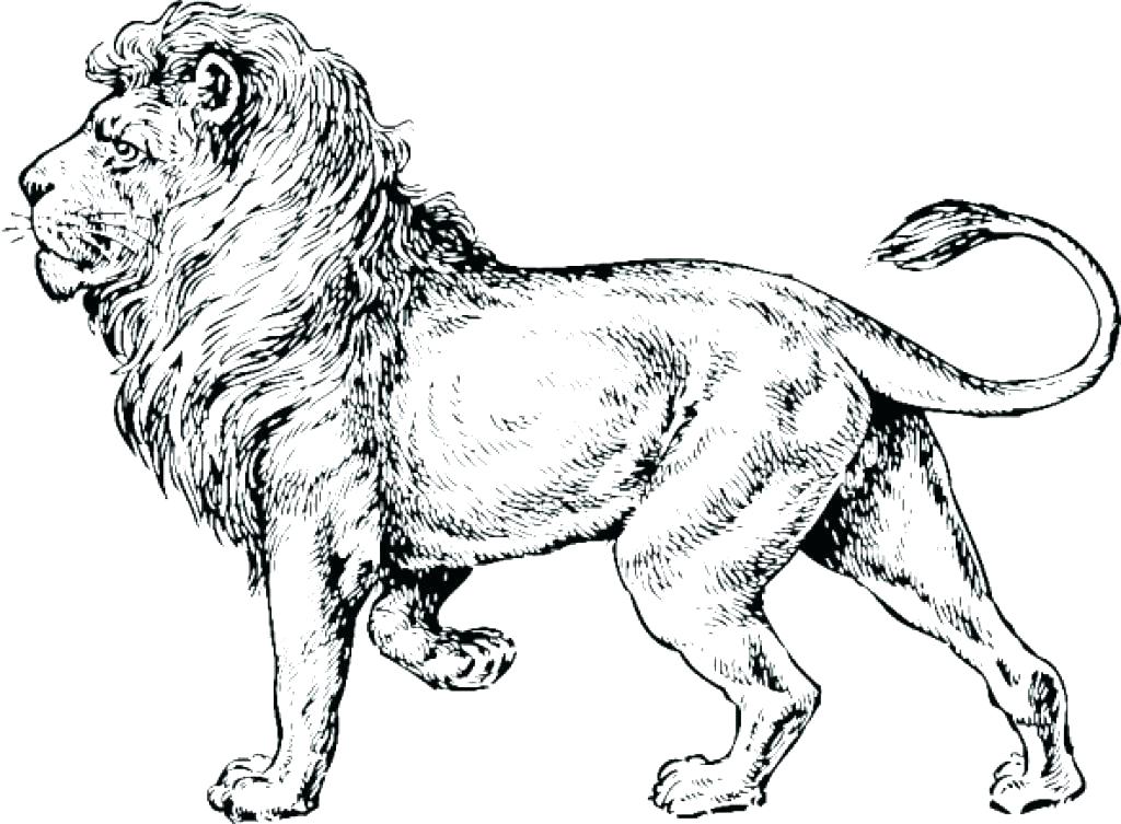 1024x753 Lion Face Coloring Page Cool Coloring Page Of A Mean Lion Face