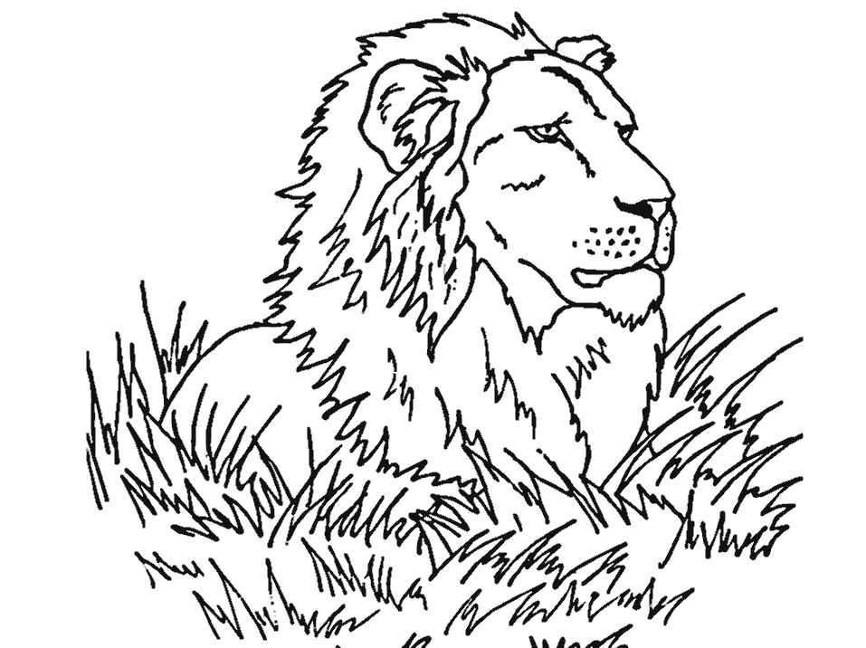 957x716 Realistic Lion Coloring Pages Printable Lion Coloring Pages