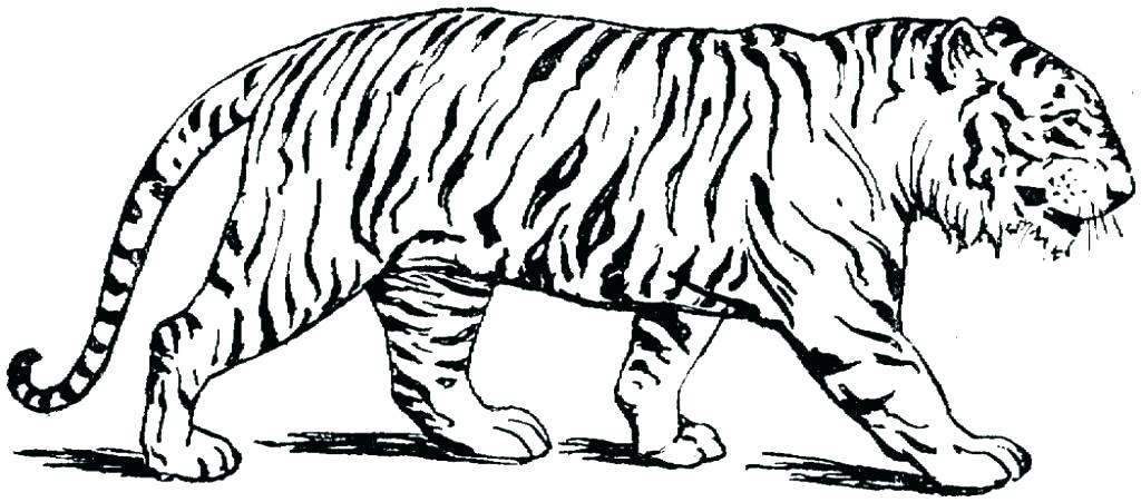 1024x451 Realistic Lion Coloring Pages