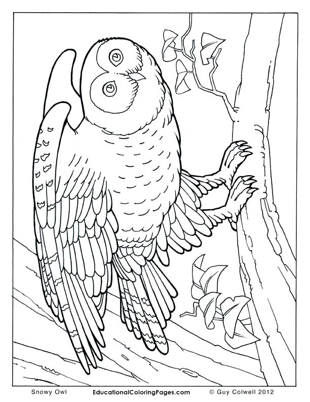 612x792 Coloring Pages Animals Realistic Coloring Pages Animals Realistic