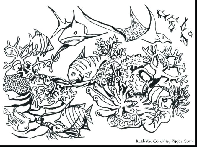 667x500 Coloring Pages Animals Realistic Medium Size Of Sea Animal
