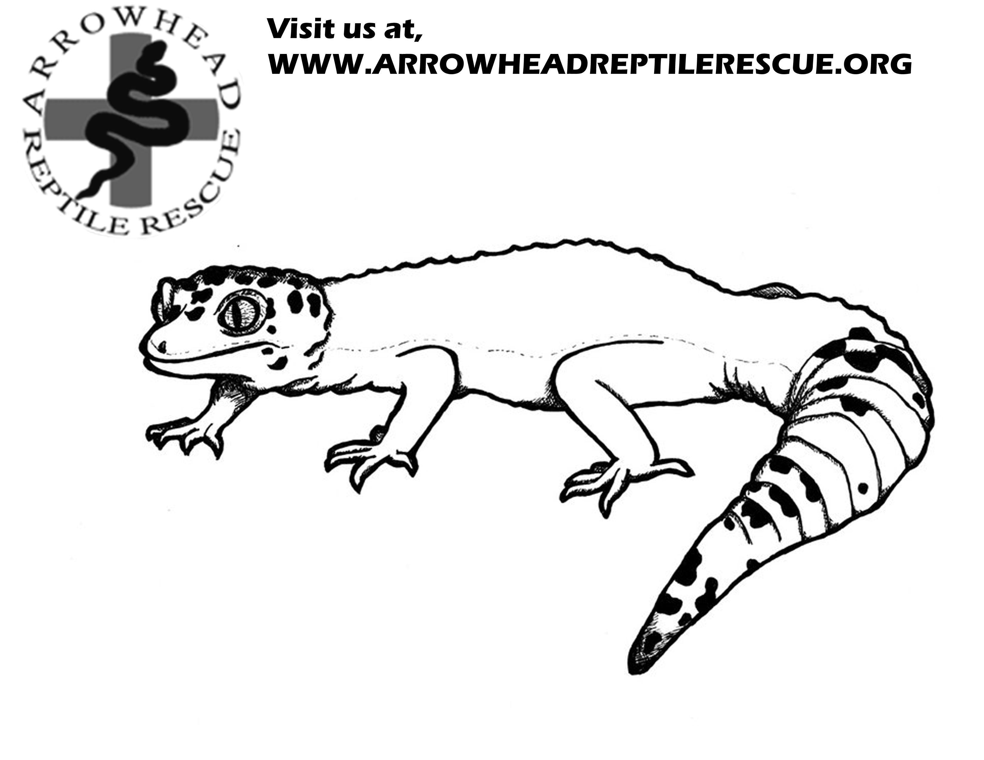 Realistic Lizard Coloring Pages