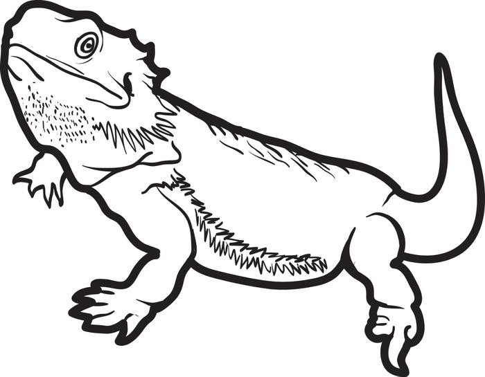 700x545 Free Printable Lizard Coloring Page For Kids 5 Color Line