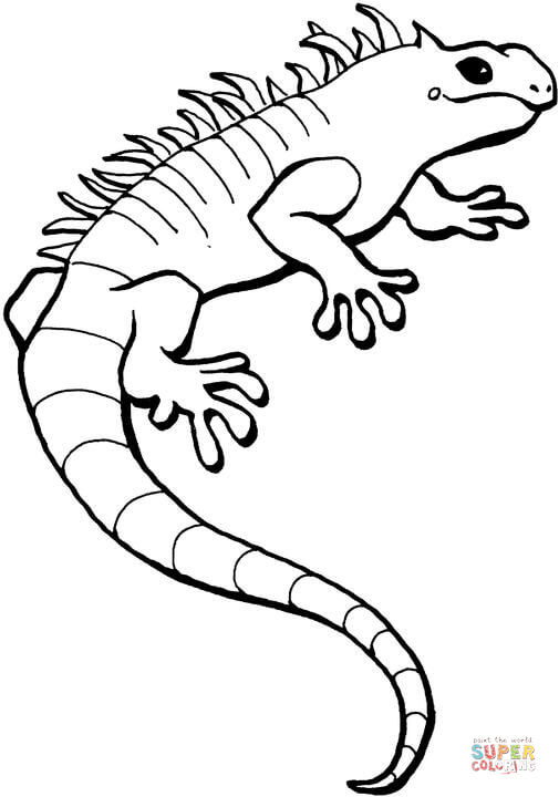 505x720 Iguana Download Coloring Page
