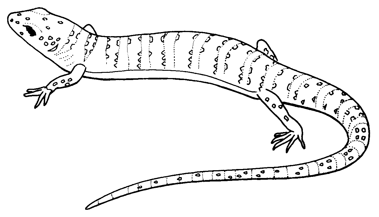 1309x751 Lizard Coloring Pages Fresh Free Printable Lizard Coloring Pages