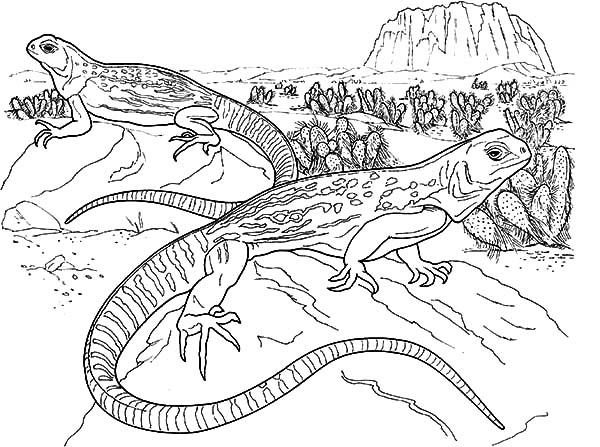 600x447 Lizard Mating Coloring Pages