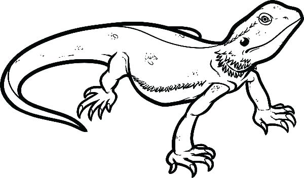 600x352 Reptile Coloring Pages Lizard Coloring Pages This Is Lizard