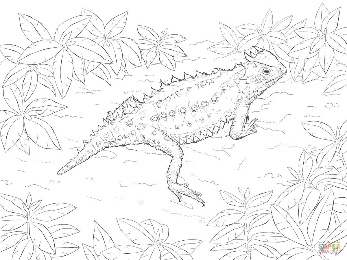 1200x900 Desert Horned Lizard Super Coloring Sonoran Desert