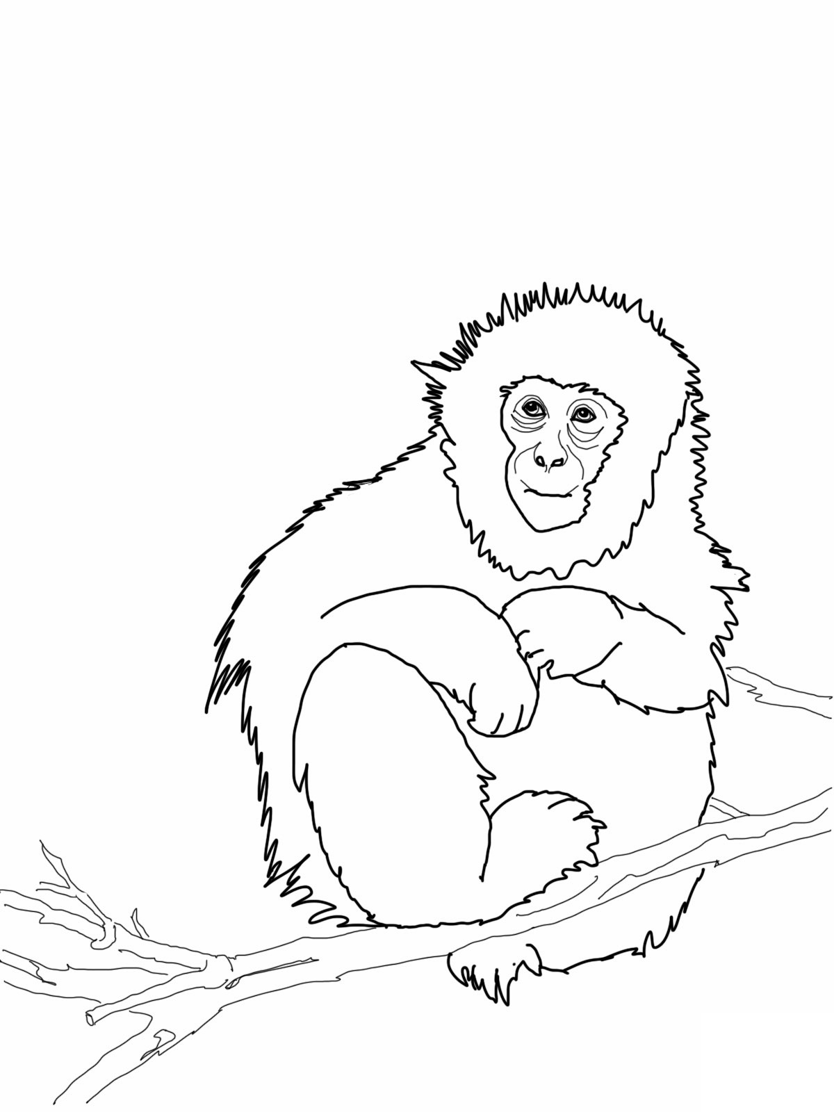 1200x1600 Free Printable Monkey Coloring Pages For Kids