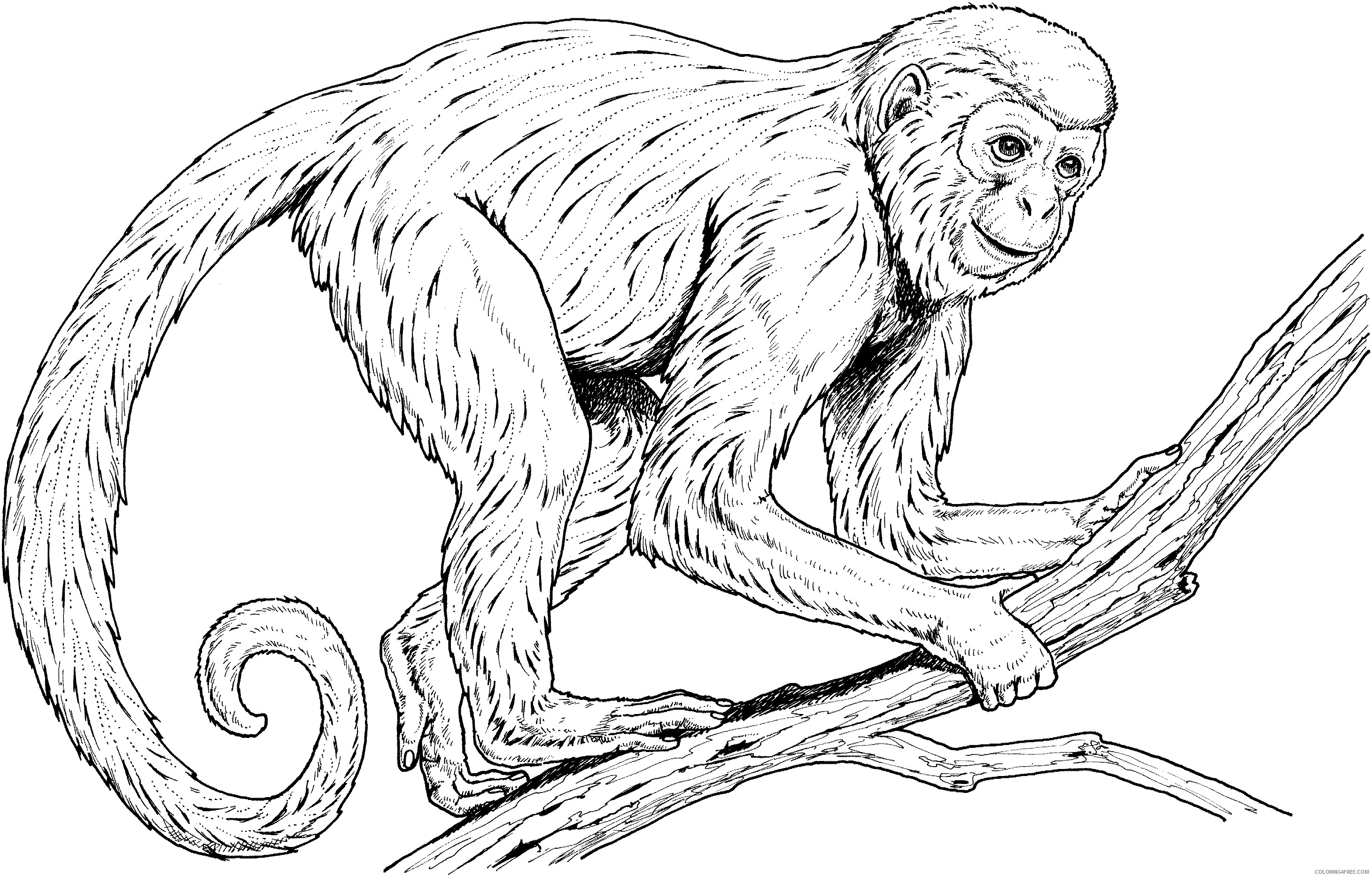 2921x1867 Realistic Monkey Coloring Pages Coloring4free