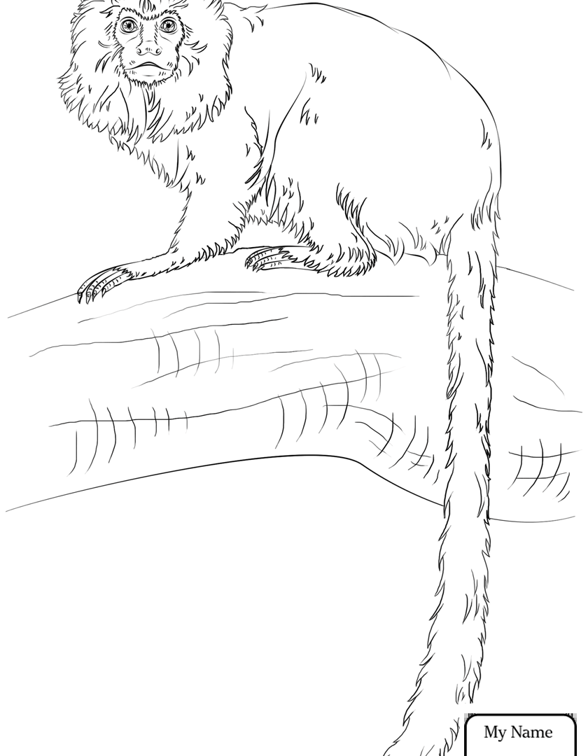 840x1080 Coloring For Kids Monkey Mandrill Pages Adults Sheets Printable