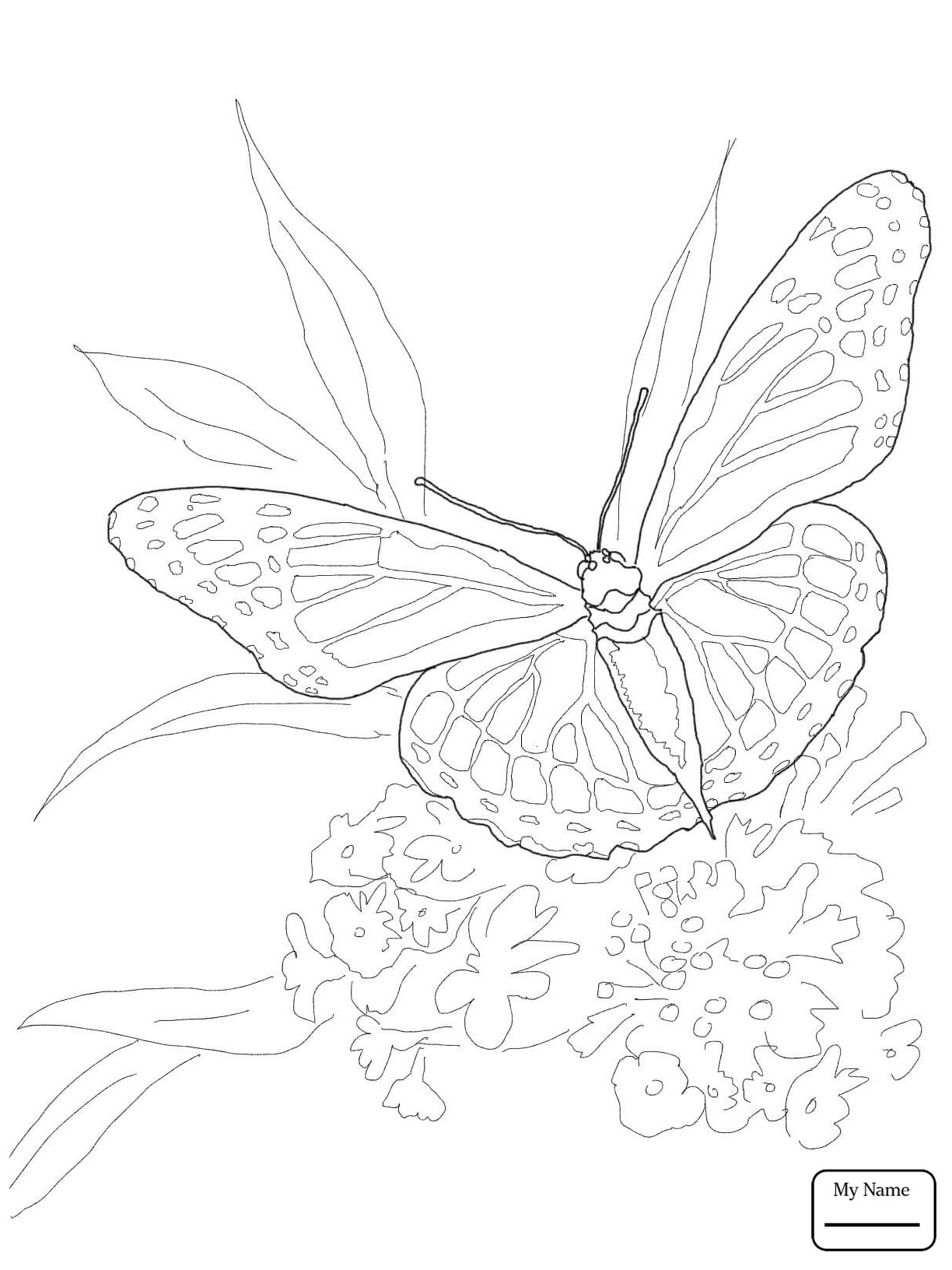 1224x1632 Nature Coloring Page (Butterfly With Flowers) For Kids