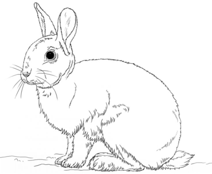736x603 315 Best Animal Coloring Pages Images On Animal