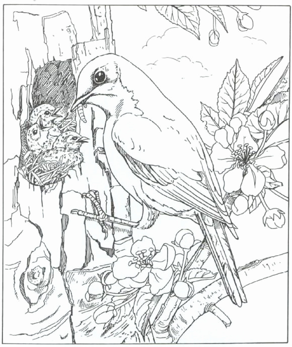 580x688 Realistic Bird Coloring Pages Beautiful General Coloring Pages