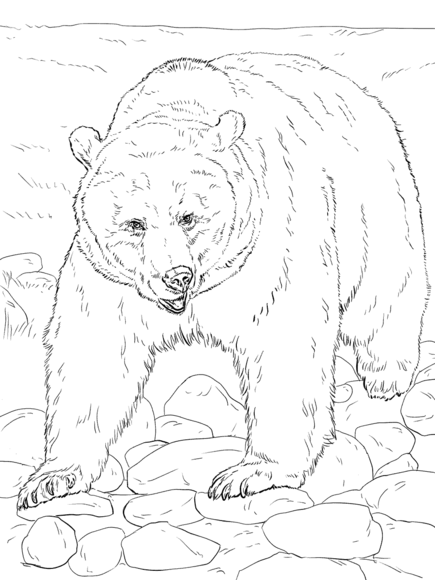 435x580 Realistic Grizzly Bear Coloring Page Little House On Praire