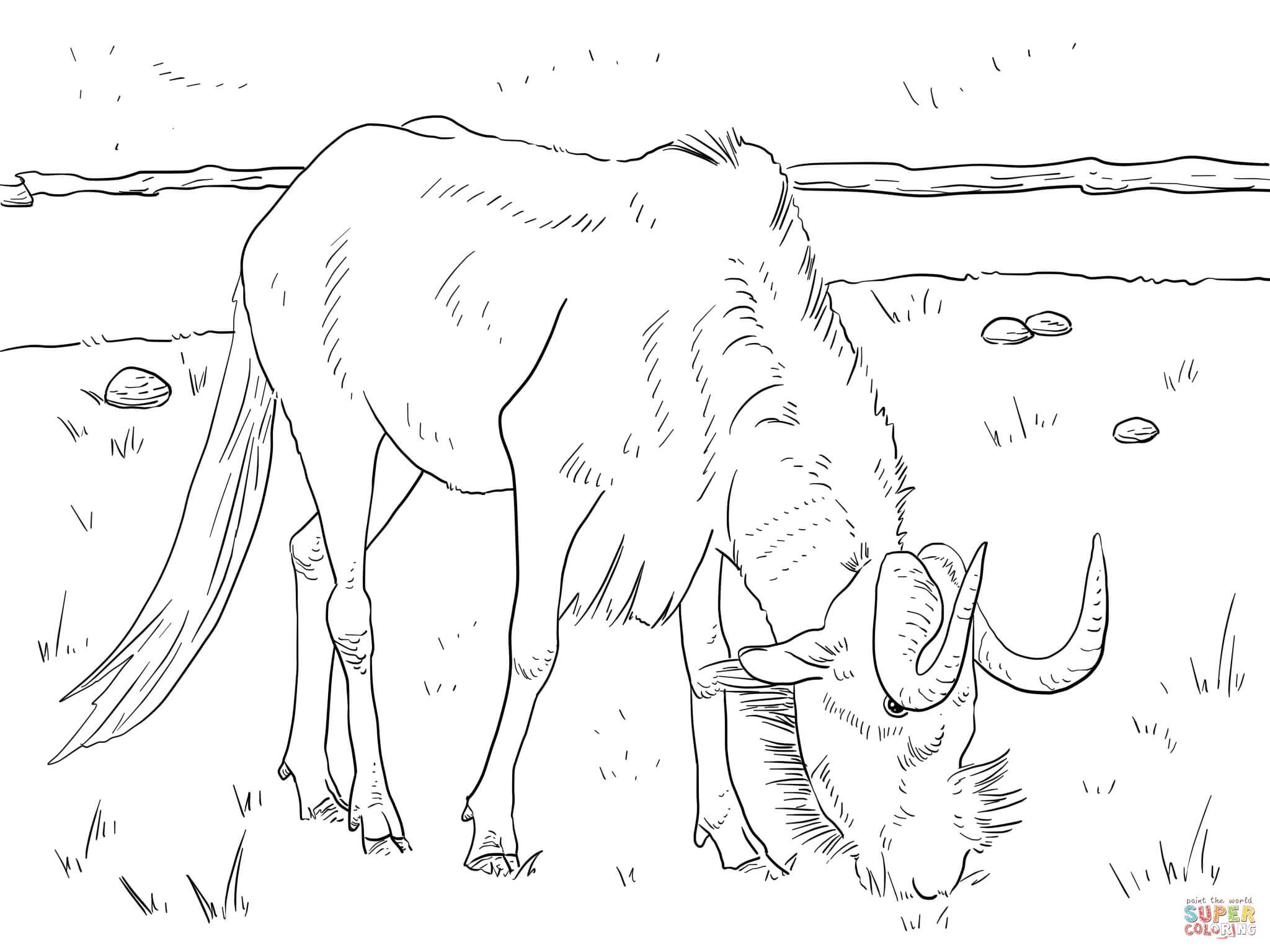 2048x1535 Realistic Black Wildebeest Coloring Page.jpg Color