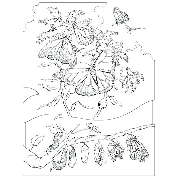 600x600 Ocean Habitat Coloring Pages Coloring Pages Of Animals Realistic
