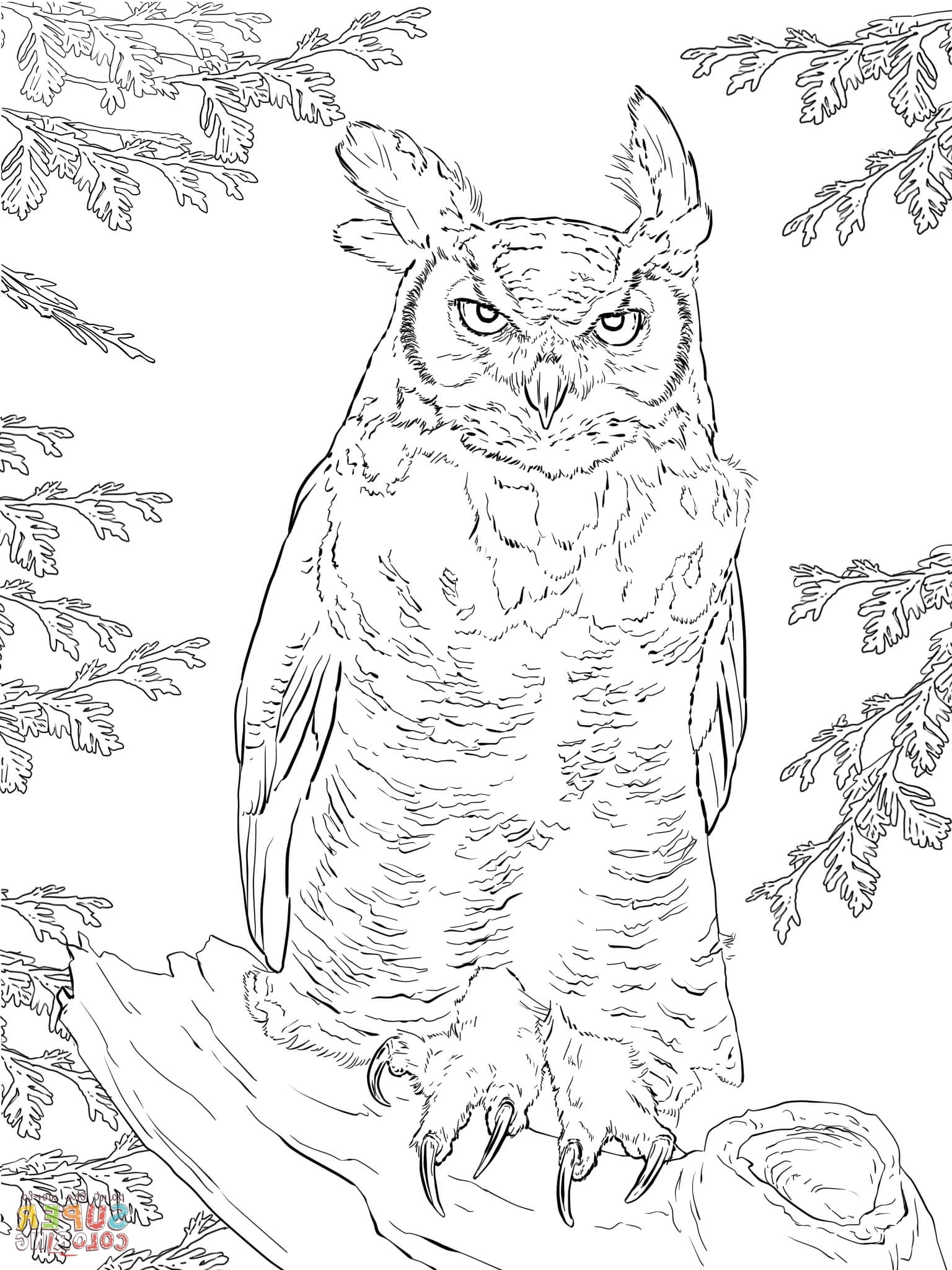 1536x2048 Great Horned Owl Coloring Page Realistic Great Horned Owl Coloring