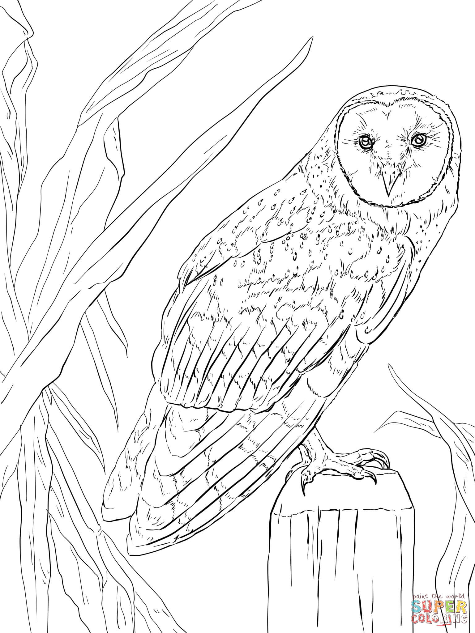1536x2048 Realistic Owl Coloring Pages Acpra