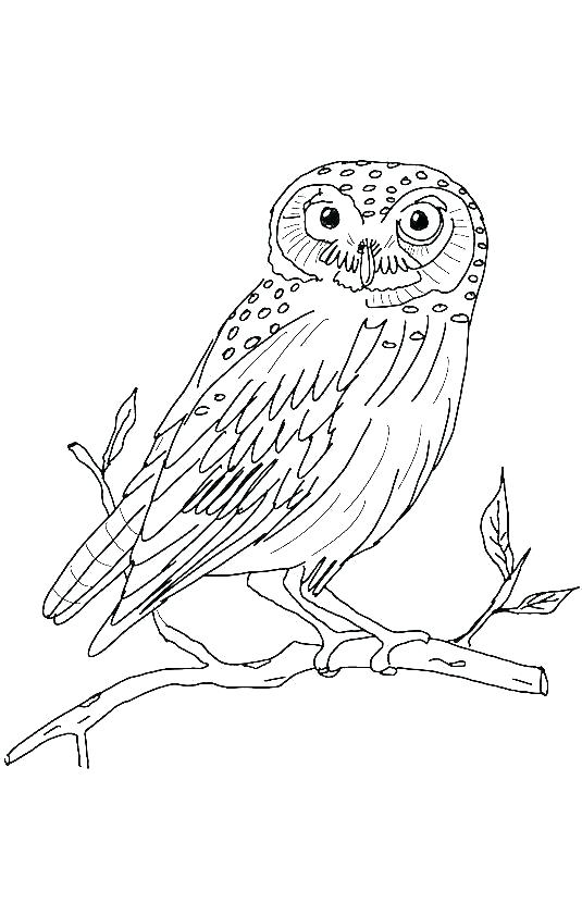 535x842 Sweet Owls Color Puzzle Jigsaw Puzzle Sweet Owls Color