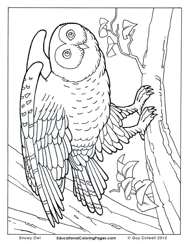 612x792 Real Coloring Pages Animal Coloring Pages For Kids