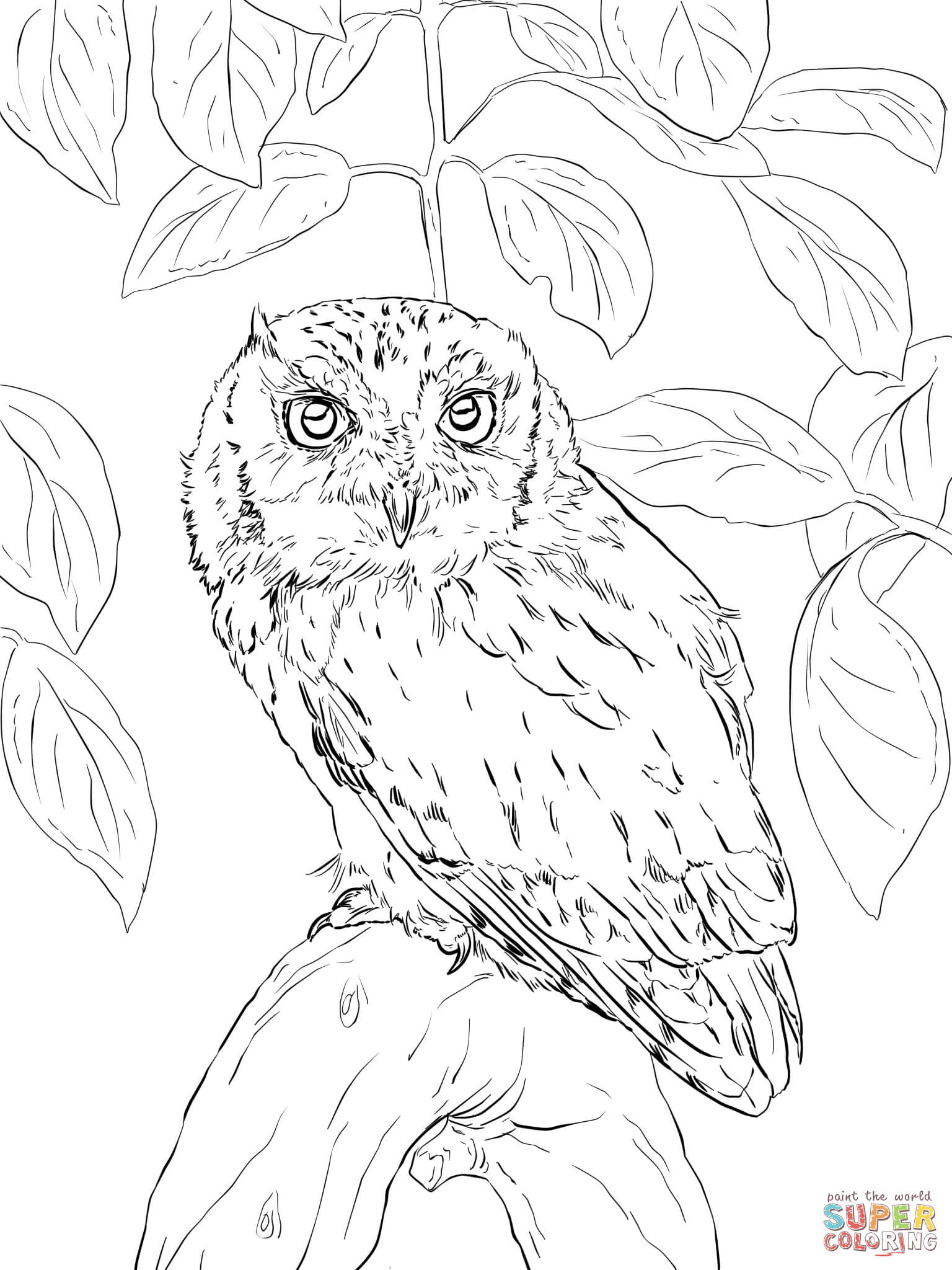 1536x2048 Eastern Screech Owl Coloring Page Free Printable Pages Fair