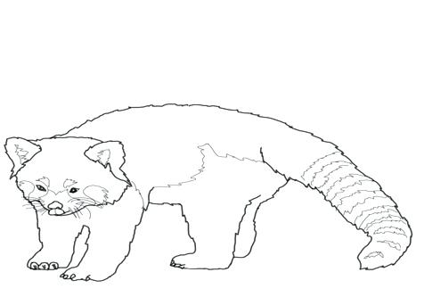 476x333 Red Panda Coloring Page And Red Panda Coloring Pages Realistic 73