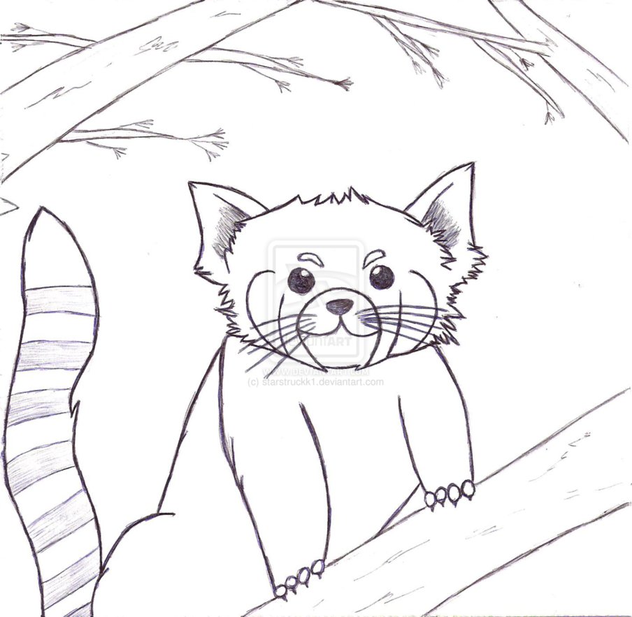 904x883 Red Panda Coloring Pages