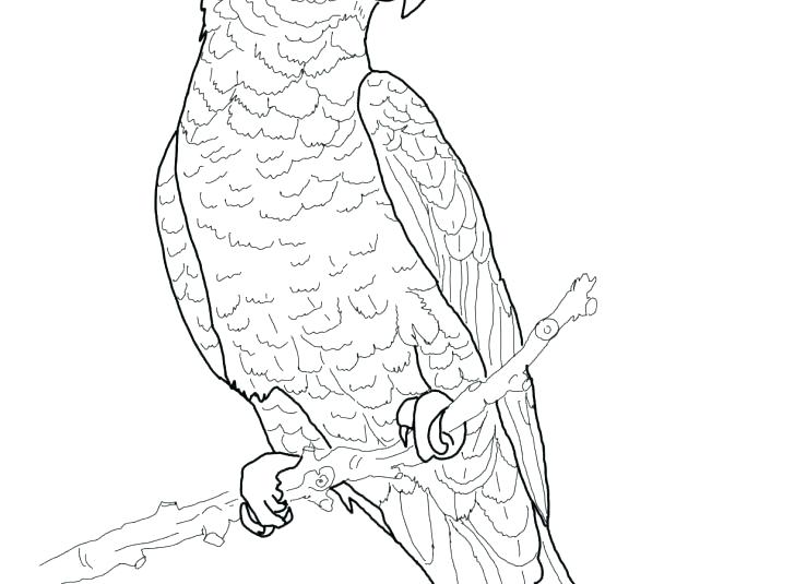728x535 Parrot Coloring Pages Big Parrot Coloring Page Flying Birds