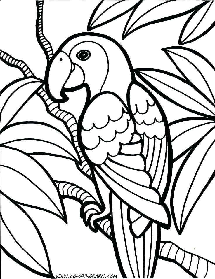 736x957 Parrot Coloring Pages Coloring Pages Bird Parrot Coloring Pages