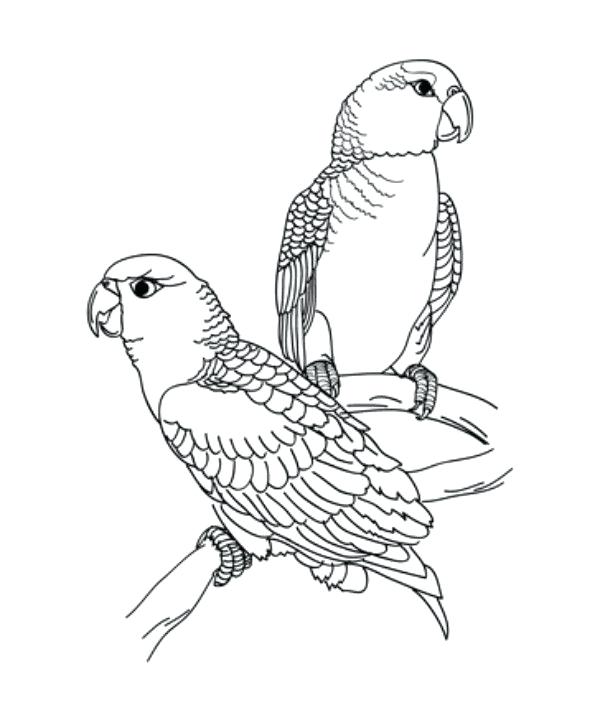 600x715 Parrots Coloring Pages Adult Coloring Pages Beautiful Parrot