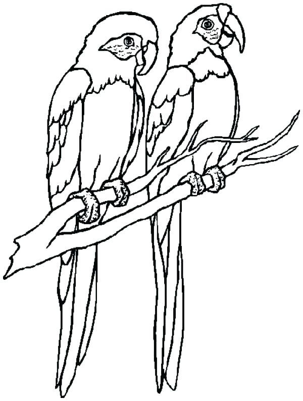 600x794 Parrots Coloring Pages Parrot Images For Coloring Parrots Coloring