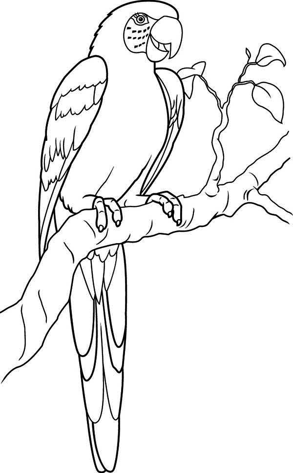 600x967 Parrots Coloring Pages To Download And Print For Free