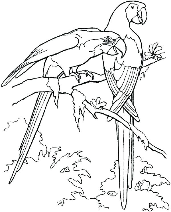 600x746 Parrot Coloring Pages