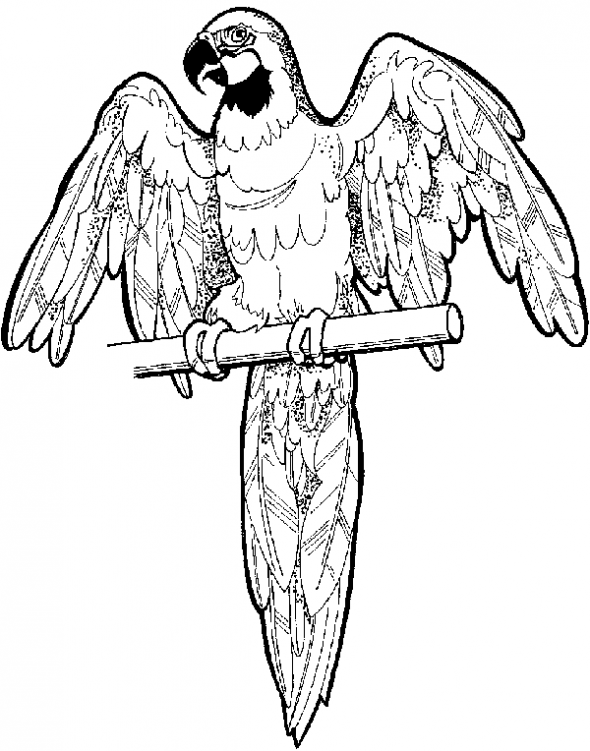 590x751 Free Online Pictures Of Birds To Color For Adults And Kids