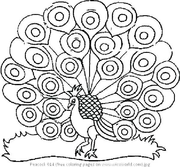 600x559 Peacock Coloring Pages Coloring Page Peacock Advanced Peacock