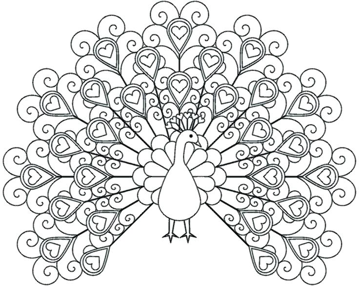 736x588 Peacock Feather Coloring Page Peacock Color Page Pin Drawn Peafowl