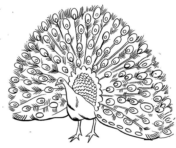 600x504 Realistic Peacock Coloring Page Realistic Image Of Male